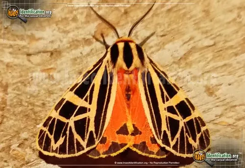 Phyllira Tiger Moth - photo 2