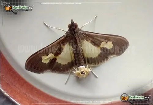 Pickleworm Moth - photo 2