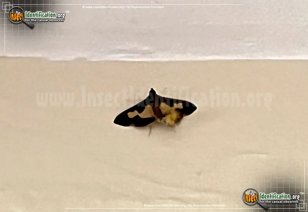 Pickleworm Moth - photo 3