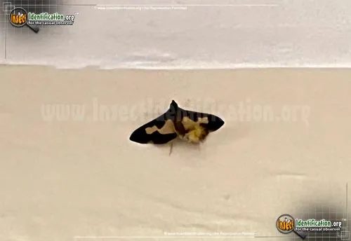 Pickleworm Moth - photo 4