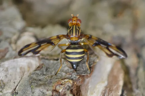 Picture-winged Fly