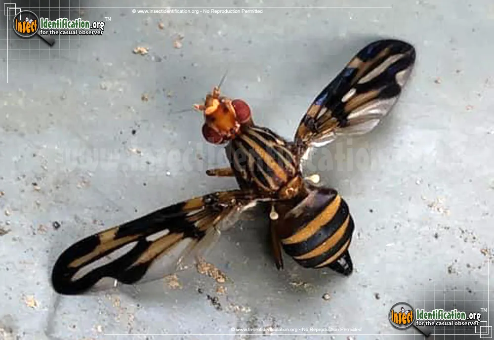 Picture-winged Fly - photo 5