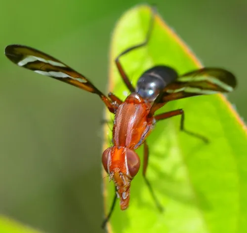 Picture-winged Fly