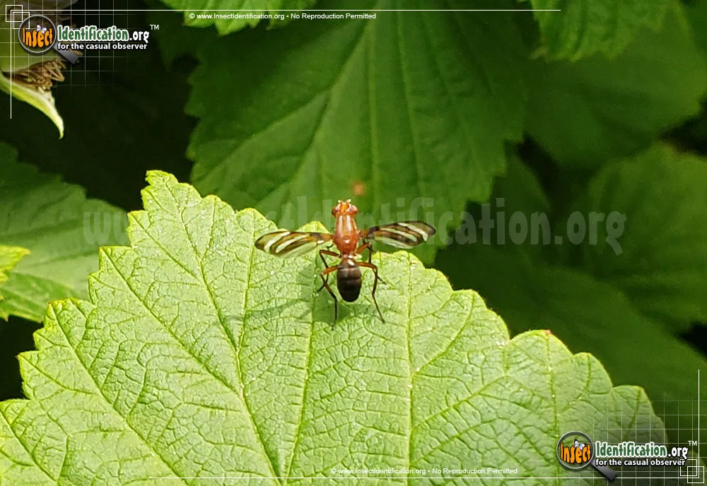 Picture-winged Fly - photo 4