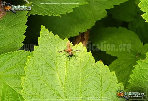 Picture-winged Fly - photo 5