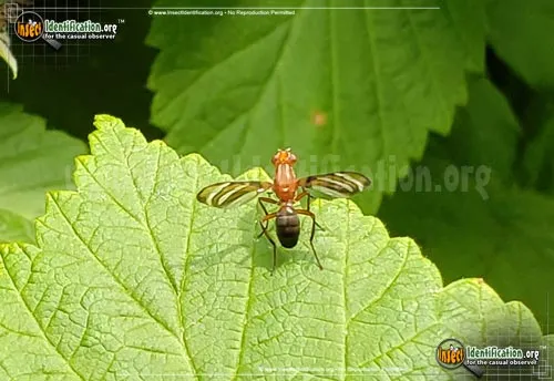 Picture-winged Fly - photo 6