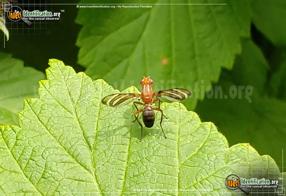 Picture-winged Fly - photo 7