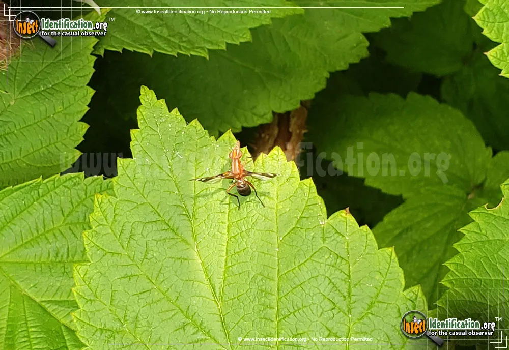 Picture-winged Fly - photo 8
