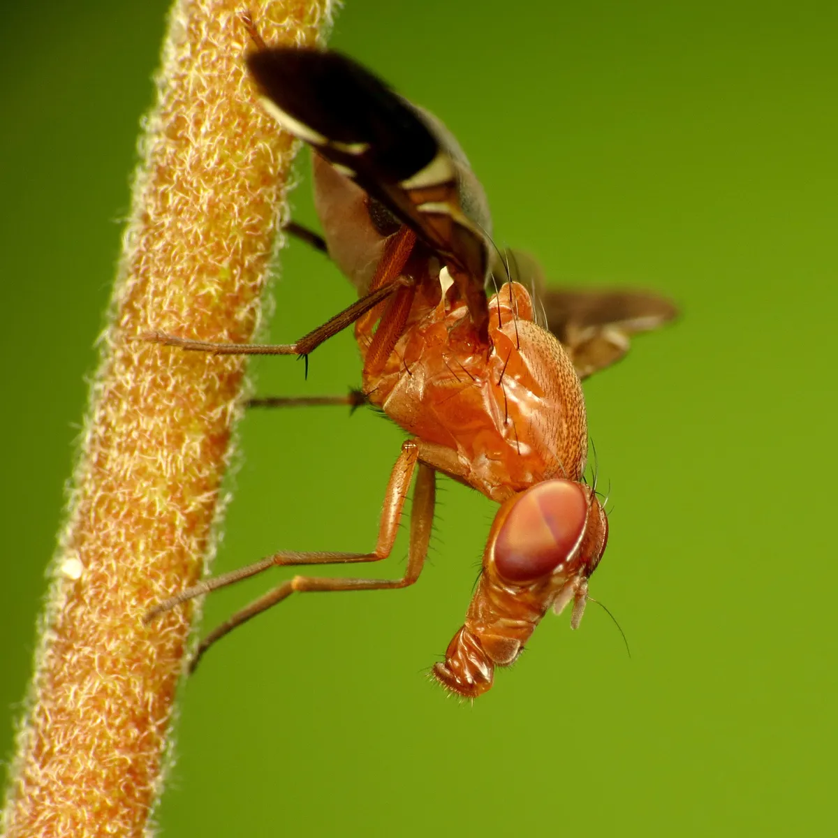 Picture-winged Fly - photo 3