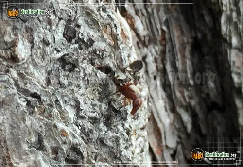 Picture-winged Fly - photo 4
