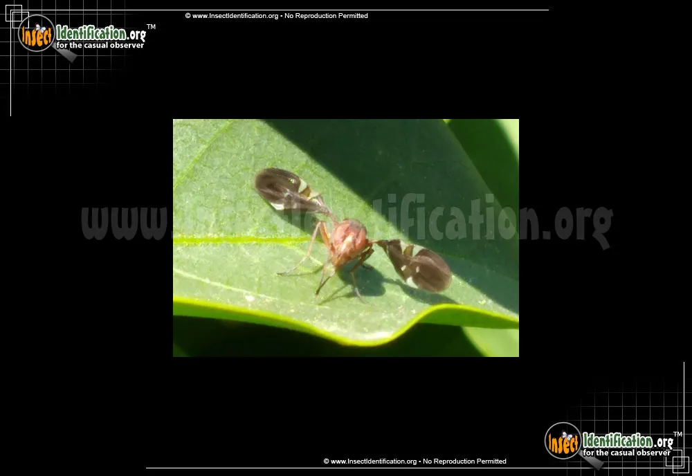 Picture-winged Fly - photo 5