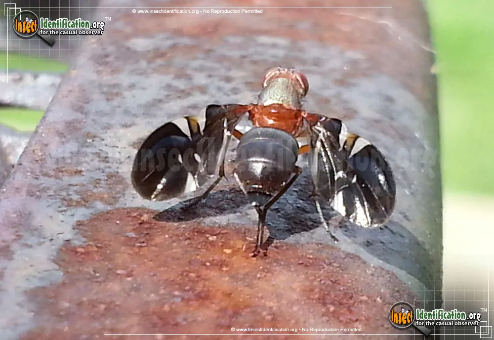 Picture-winged Fly - photo 6