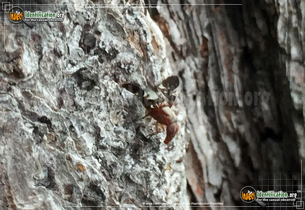 Picture-winged Fly - photo 7
