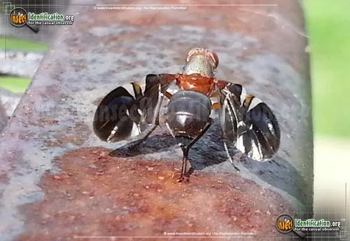 Picture-winged Fly - photo 8