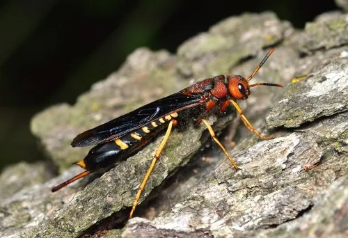 Pigeon Tremex