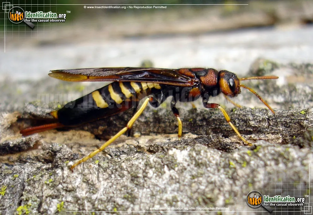 Pigeon Tremex - photo 5