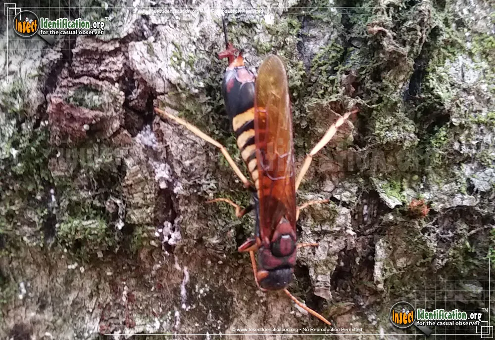 Pigeon Tremex - photo 6