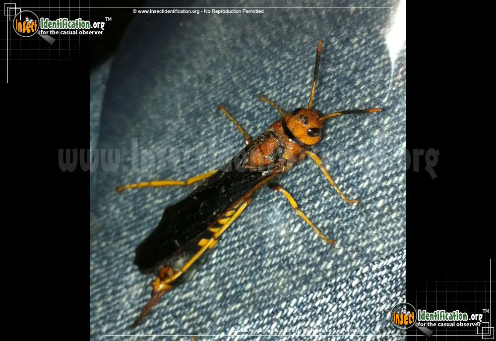 Pigeon Tremex - photo 7