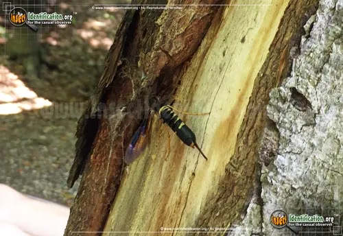 Pigeon Tremex - photo 8
