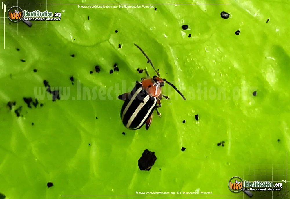 Pigweed Flea Beetle - Disonycha glabrata
