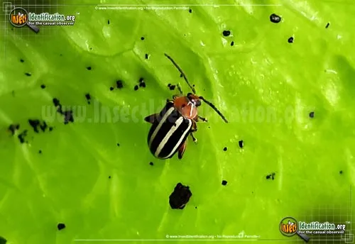 Pigweed Flea Beetle - photo 2