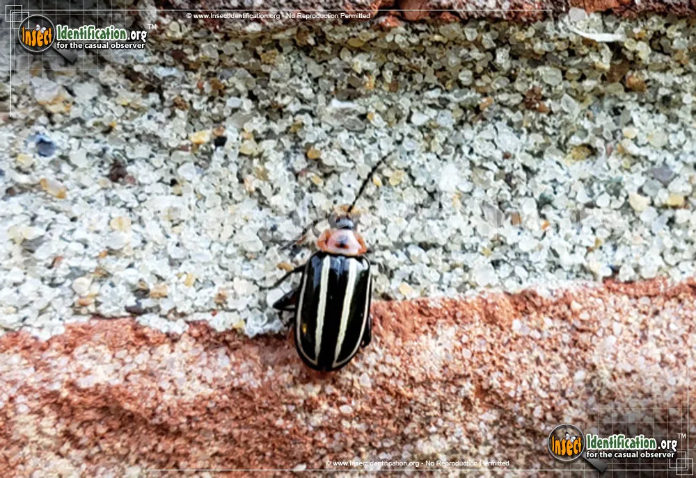 Pigweed Flea Beetle - photo 3