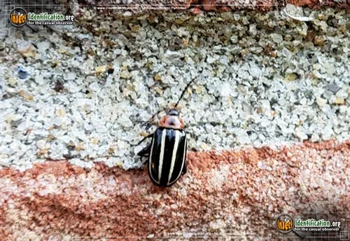 Pigweed Flea Beetle - photo 4