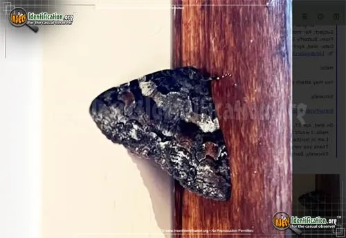 Pine False Looper Zale Moth - photo 2