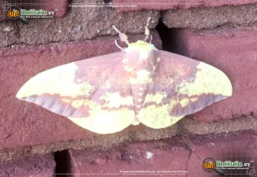 Pine Imperial Moth - photo 2