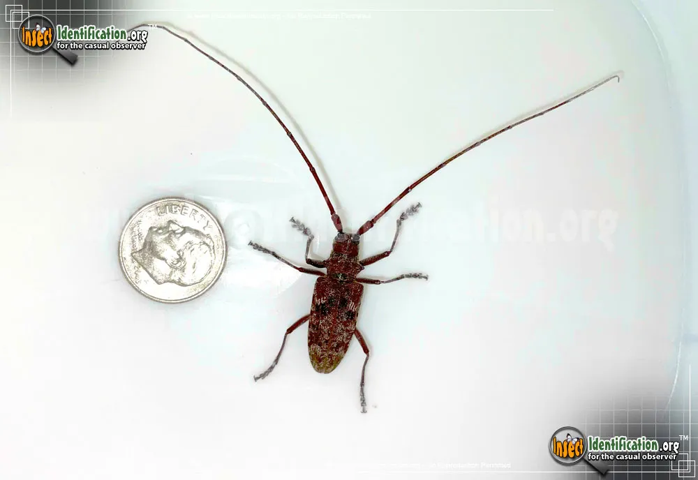 Pine Sawyer Beetle