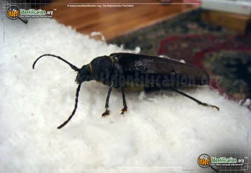 Pine Sawyer Beetle - photo 2