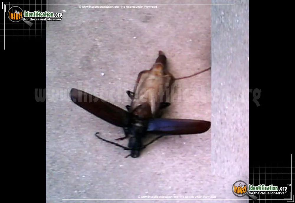 Pine Sawyer Beetle - photo 3