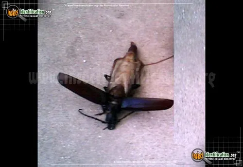 Pine Sawyer Beetle - photo 4