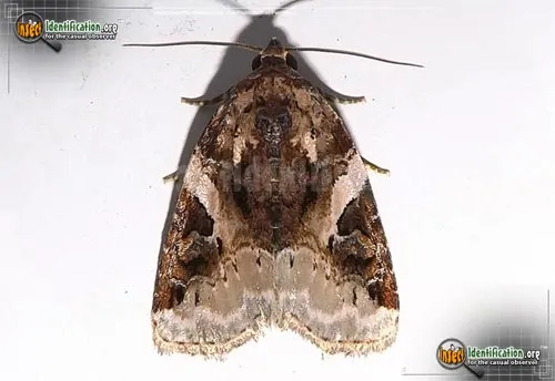 Pink-barred Pseudeustrotia Moth - photo 2