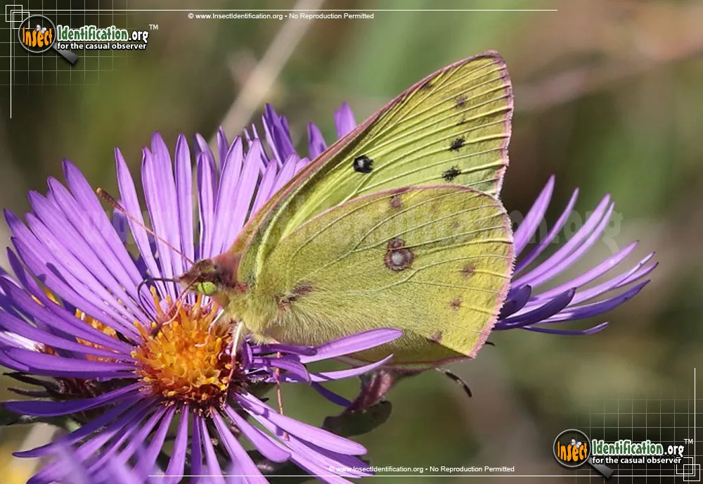 Pink-edged Sulphur