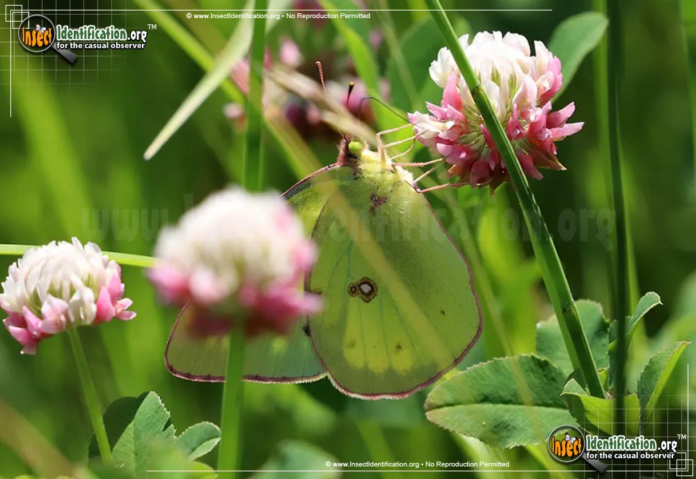 Pink-edged Sulphur - photo 3