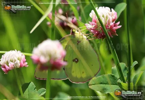 Pink-edged Sulphur - photo 4