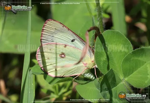 Pink-edged Sulphur - photo 6