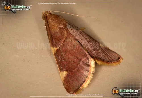 Pink-fringed Dolichomia Moth - photo 2