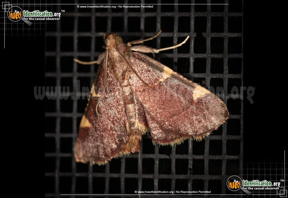 Pink-fringed Dolichomia Moth - photo 3