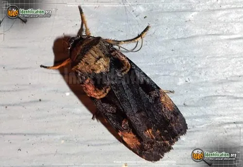 Pink-spotted Dart Moth - photo 2
