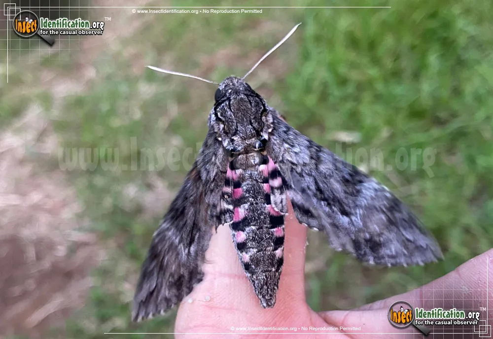 Pink-spotted Hawkmoth