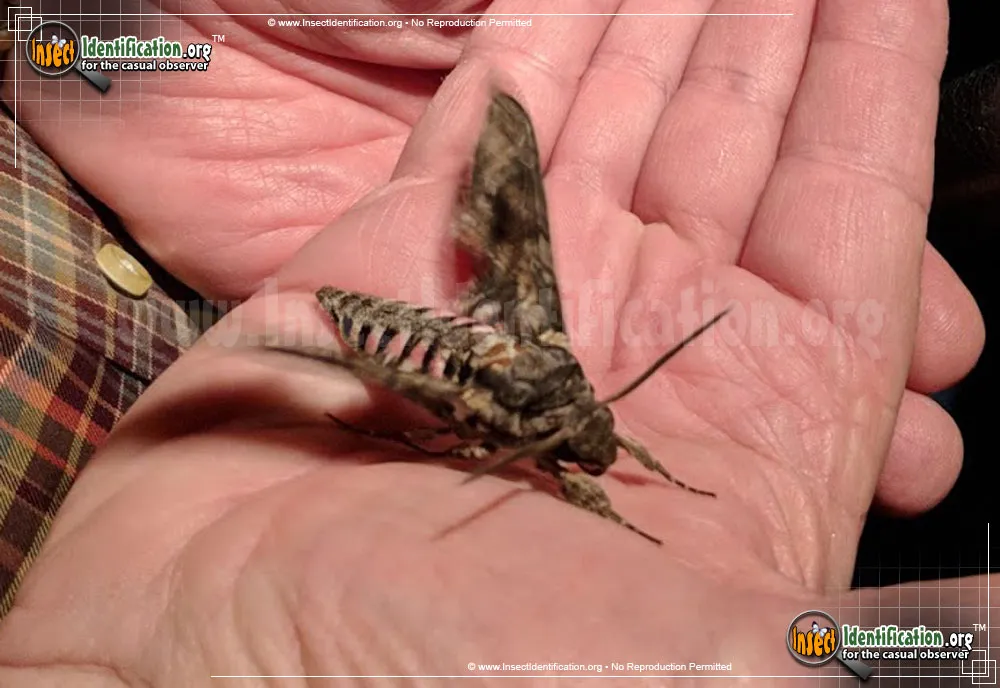Pink-spotted Hawkmoth - photo 3