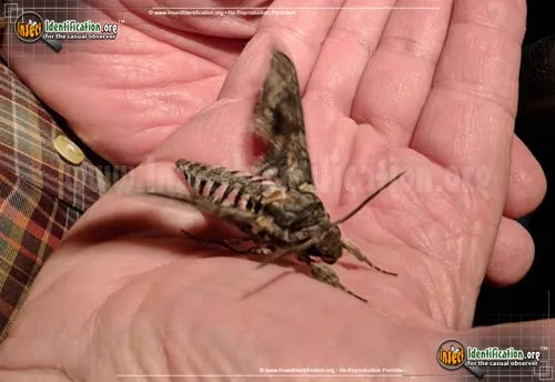 Pink-spotted Hawkmoth - photo 4