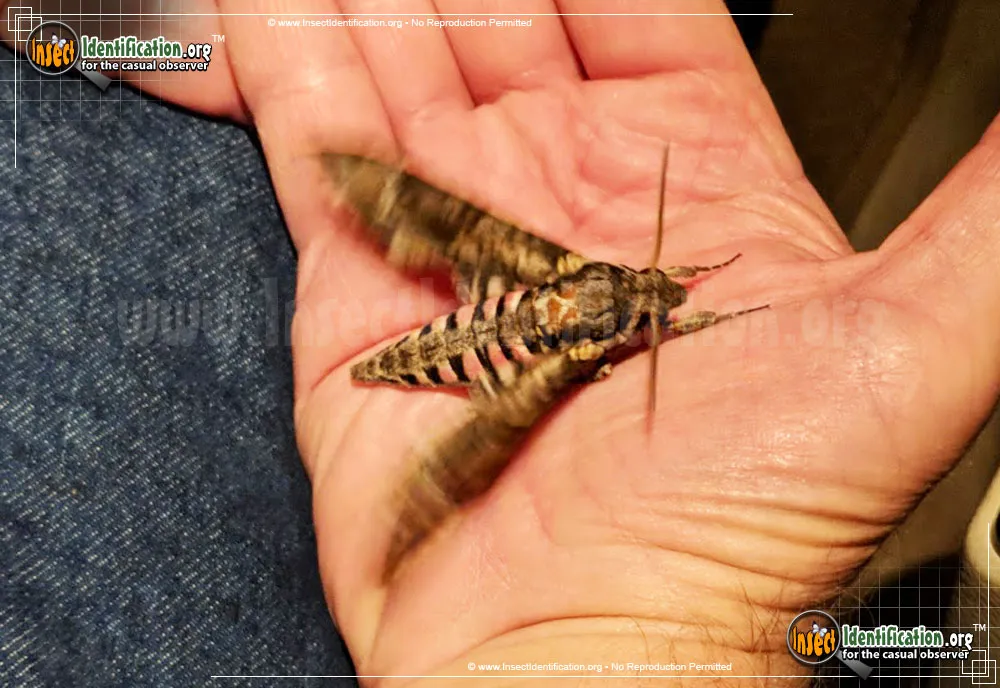 Pink-spotted Hawkmoth - photo 5