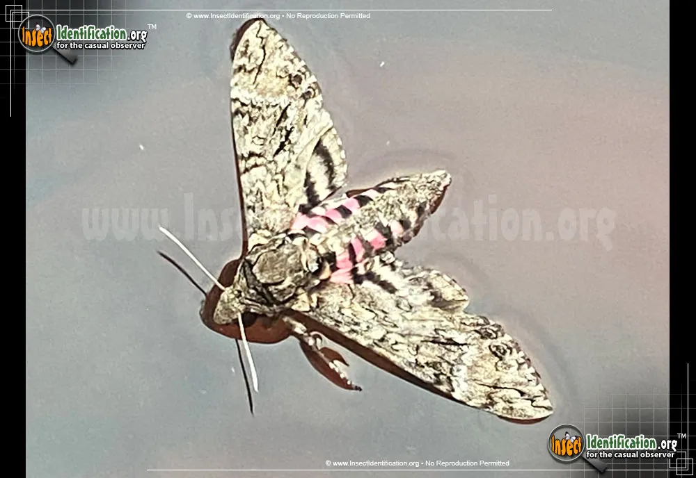 Pink-spotted Hawkmoth - photo 7