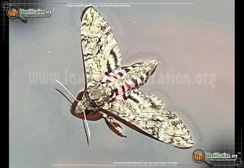 Pink-spotted Hawkmoth - photo 8