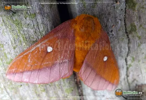 Pink-striped Oakworm Moth - photo 2