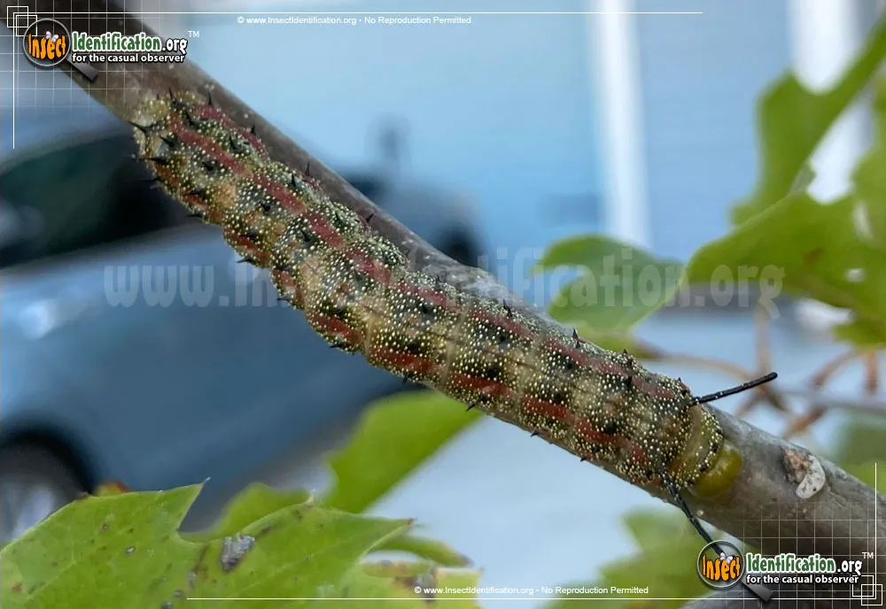 Pink-striped Oakworm Moth - photo 3