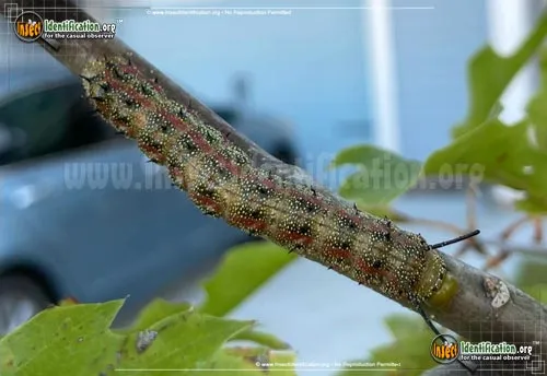 Pink-striped Oakworm Moth - photo 4